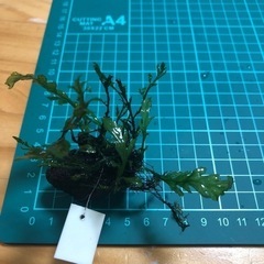 ボルビディスヒュデロティ