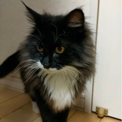 長毛の女の子です