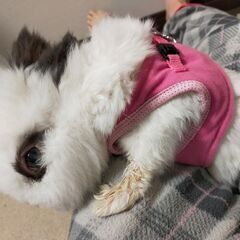 【無料！　うさぎ飼いの方へ】うさぎグッズいろいろの画像