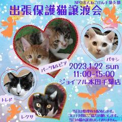 ねこけん千葉支部🐈️出張保護猫譲渡会開催します🙇‍♀️⤵️