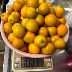 金柑②１キロお値下げ
