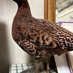 雉の剥製　キジの剥製　　大