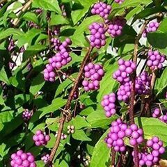 紫式部です(ショベルカーで掘り起こしできる人)の画像