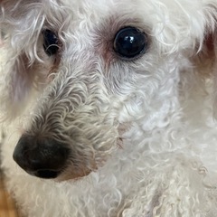 繁殖上りの犬です。頑張ってきました。幸せをください。