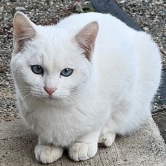 白猫ちゃんの里親募集