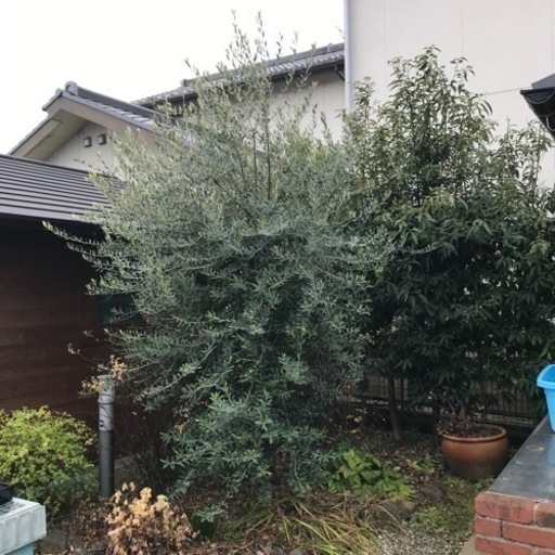 オリーブの木約　3メートル幅1.5から2メートル　樹齢約15年　シンボルツリーにいかがですか！