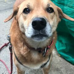 急募　中型雑種　ハチ