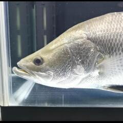 バラマンディー生体、水槽