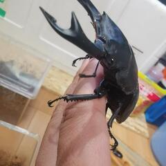 オオクワガタ