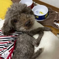 甘えん坊のトイプードルの男の子「マロン」・里親さん募集