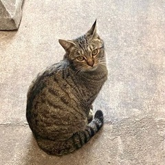 人懐こいトラ猫ちゃん　去勢済み　ワクチン接種済み