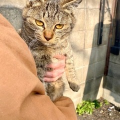 かわいいトラ猫　去勢、ワクチン済み