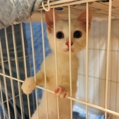 綺麗な目^ ^オッドアイのメルモ🌹 − 沖縄県