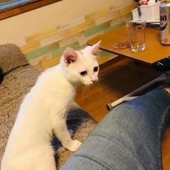 綺麗な目^ ^オッドアイのメルモ🌹 - 那覇市