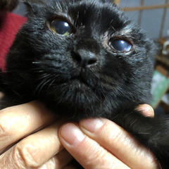黒猫ちゃん男の子です