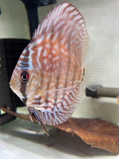 ディスカス2匹セット