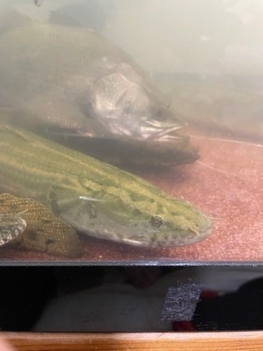 ナイジェリア　ラプラティ　50cm前後　(死着保証なし) 値引き不可　引き取り限定