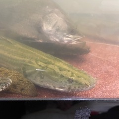 ナイジェリア　ラプラティ　50cm前後　(死着保証なし) 値引き不可　引き取り限定の画像