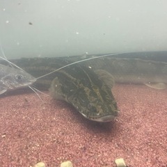 ナイジェリア　ラプラティ　50cm前後　(死着保証なし) 値引き不可　引き取り限定の画像