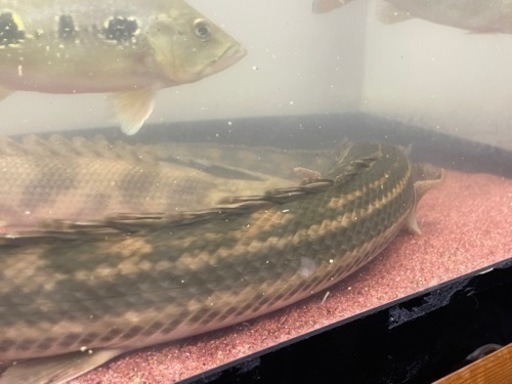 ナイジェリア　ラプラティ　50cm前後　(死着保証なし) 値引き不可　引き取り限定