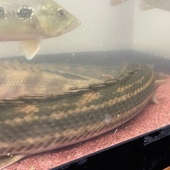 ナイジェリア　ラプラティ　50cm前後　(死着保証なし) 値引き不可　引き取り限定の画像