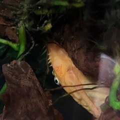 ブルーアイゴールデンブッシープレコ　熱帯魚