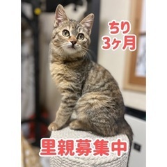 3ヶ月くらいの女の子♪