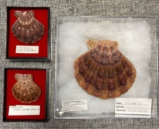 コブナデシコとコブキンチャク