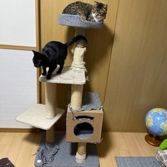 キャットタワー激しく中古！