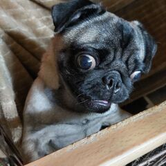 弟が精神疾患（その事実を本人は認めませんが）、最近、愛犬への嫌悪感が強く、私や私以外の家族、また犬にとっての心理的ストレスとなっています。私は、彼を不幸にしたくて引き取ったわけではありません。この子を幸せにしてくれるかたを探しております！ − 神奈川県
