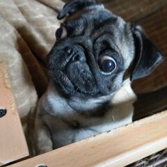 弟が精神疾患（その事実を本人は認めませんが）、最近、愛犬への嫌悪感が強く、私や私以外の家族、また犬にとっての心理的ストレスとなっています。私は、彼を不幸にしたくて引き取ったわけではありません。この子を幸せにしてくれるかたを探しております！ - 犬