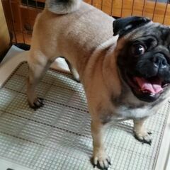 弟が精神疾患（その事実を本人は認めませんが）、最近、愛犬への嫌悪...