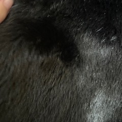 ファージャケットの画像