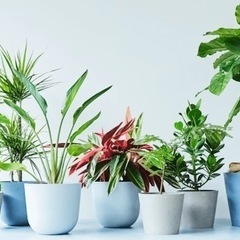 観葉植物引き取ります！