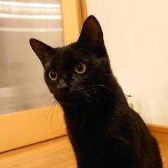 【里親様決まりました】イケメン黒猫🐈里親募集
