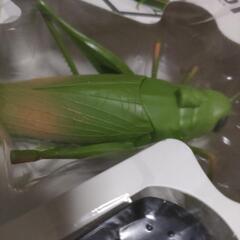 RCリアル!バッタの画像