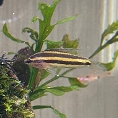 【熱帯魚】リコリス・グラミー1匹