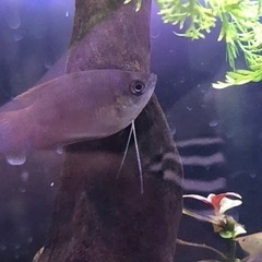 （1/20まで掲載）熱帯魚生体　計５尾（ドワーフグラミー、ネオン...