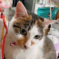 三毛猫と仔猫の里親募集