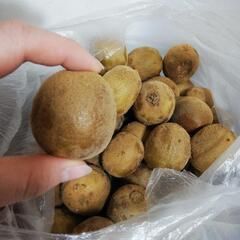 小粒キウイフルーツ2kgの画像