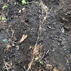 ミントの地下茎 根