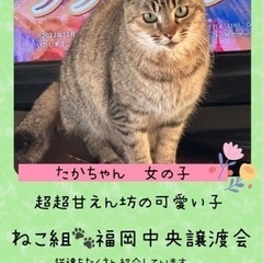 家族に探してもらえない甘えん坊元家猫【譲渡会参加】