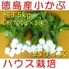小かぶ　葉っぱ付き　ミニサイズ（2～3cm）　1束約700g×5...