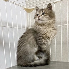 応募締切　トライアル中　長毛メス猫　約4ヶ月 - 熊本市