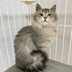 応募締切　トライアル中　長毛メス猫　約4ヶ月 - 猫
