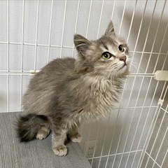 応募締切　トライアル中　長毛メス猫　約4ヶ月