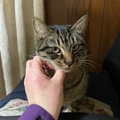 2月末締切‼️9ヶ月猫（オス・メス）