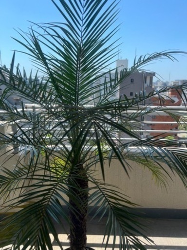 【引取限定】フェニックスロベレニー