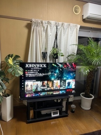 【引取限定】フェニックスロベレニー