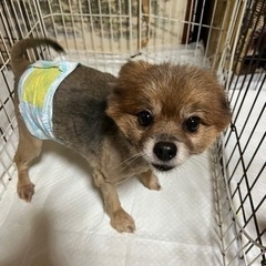 ぽっちゃりポメくん